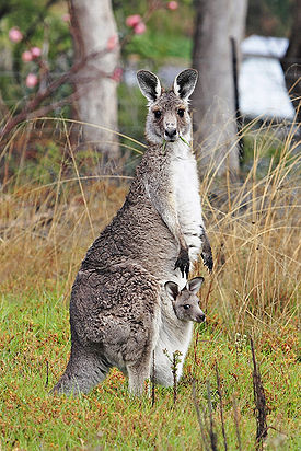 Самка восточного серого кенгуру с детёнышем.
