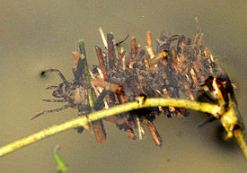 Limnephilus.flavicornis.larva.jpg