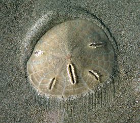Плоский морской ёж, Echinarachnius parma