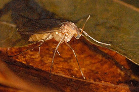 Грибные комары
