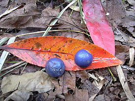 Голубой квандонг. Плоды и листья.