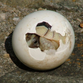 Вылупление черепахи из яйца