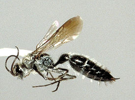 Bradynobaenidae