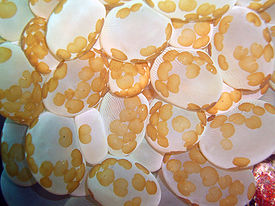 Бескишечные турбеллярии Waminoa на мадрепоровом коралле Plerogyra