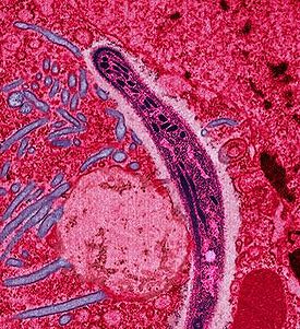 Квази-цветное электронно-микроскопическое изображение спорозоита, проходящего через цитоплазму эпителиальной клетки средней кишки комара Anopheles stephensi.