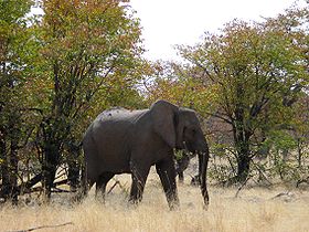 Слон в Национальном парке Этоша