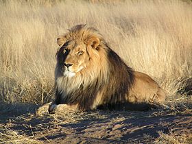 Экосистема Эрли-Сингу — дом для крупнейшей популяции львов (Panthera leo) в Западной Африке