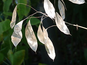 Silberblatt, Mondviole. Lunaria rediviva L..JPG