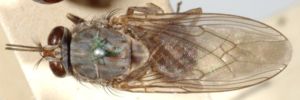 Фотография мухи цеце на которой она характерно складывает крылья, пребывая в состоянии покоя.