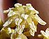 Мужской цветок амбореллы волосистоножковой (Amborella trichopoda), одного из наиболее примитивных современных представителей цветковых растений