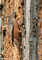 Chestnut tailed Starling I IMG 6779.jpg