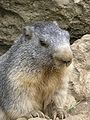 Marmota marmota Alpes1.jpg