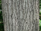 Northern Red Oak (Quercus rubra) bark detail.jpg