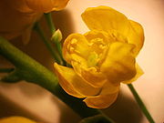 Mahonia aquifolium NRM.jpg