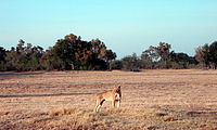 Lioness in Moremi game reserve.JPG