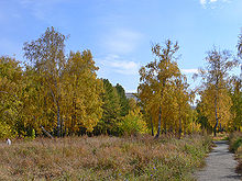 Birch grove in Barnaul.JPG