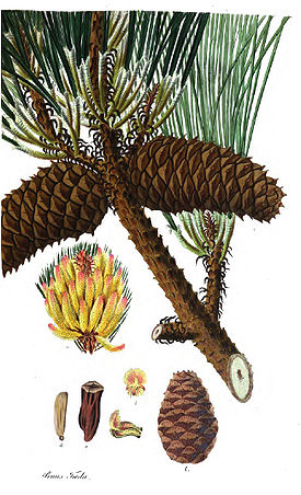 Pinus taeda11.jpg